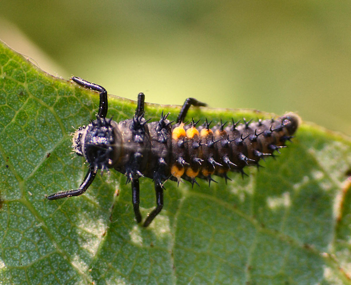 larva da identificare - Harmonia axyridis